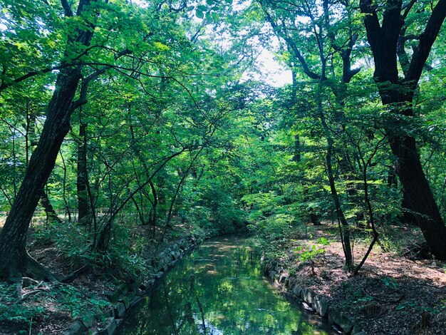 Scenic view of waterfall in forest