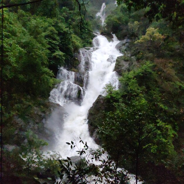 Scenic view of waterfall in forest