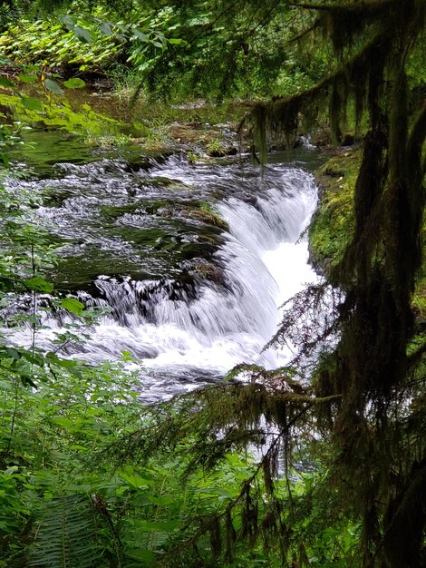 Scenic view of waterfall in forest