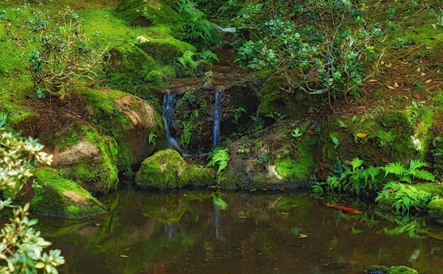The scenic view of the waterfall at the pond Gently flowing jungle waterfall deep in the forest Waterfall through a passage in the lush green forest with beautiful reflection in the water