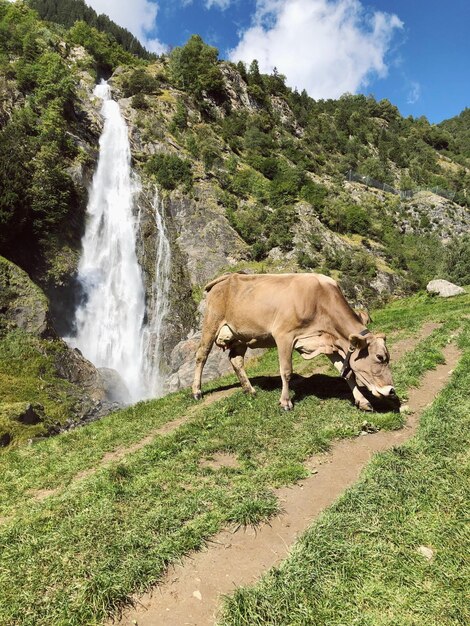 Foto la vista panoramica della cascata