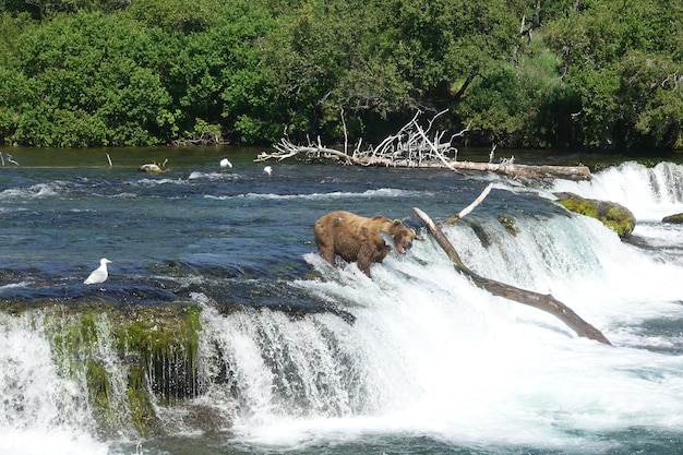 Photo scenic view of waterfall