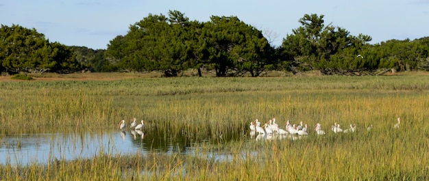 Photo scenic view of wetland