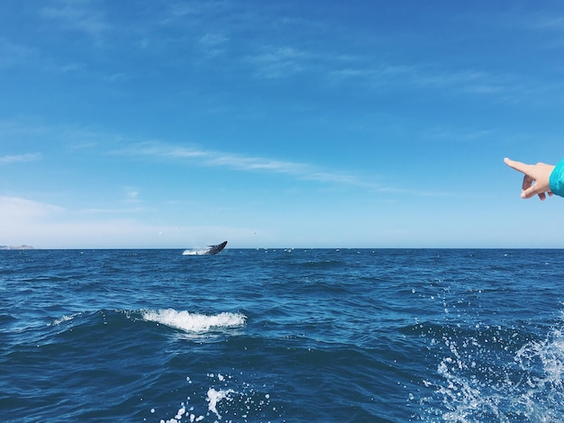 空の背景にあるクジラの景色