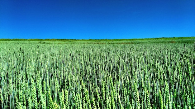 Photo scenic view of wheat field against clear blue sky