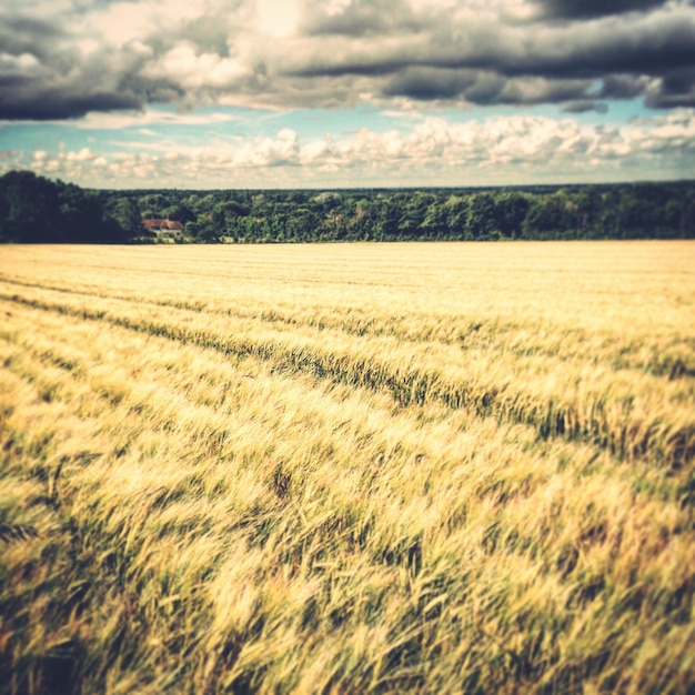 Foto la vista panoramica di un campo di grano contro un cielo nuvoloso