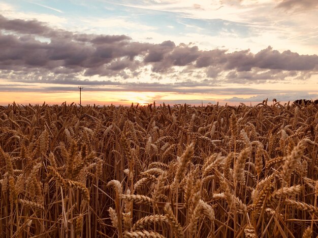 Scenic view of wheat field against sky during sunset