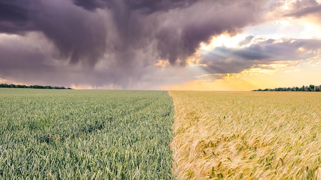 Scenic view of a wheat field against the sky Russia