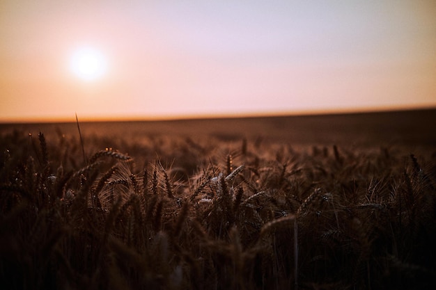scenic view of wheat field against sky at sunset