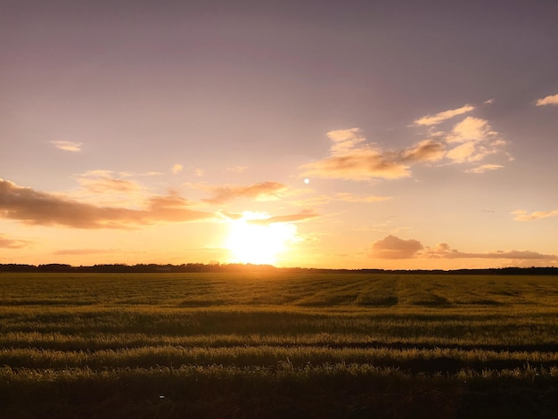 夕暮れ の 空 に 照らさ れ て いる 麦畑 の 景色
