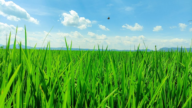 Scenic view of wheat field against sky