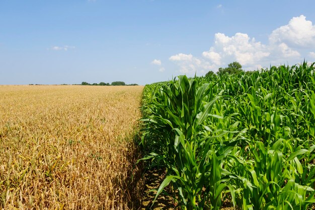 Photo scenic view of wheat field against sky