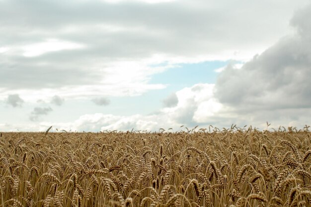 Foto la vista panoramica del campo di grano contro il cielo