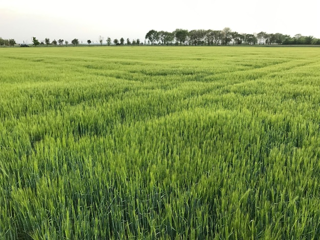 Photo scenic view of wheat field against sky