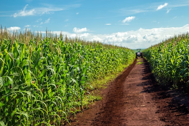 Scenic view of wheat field against sky