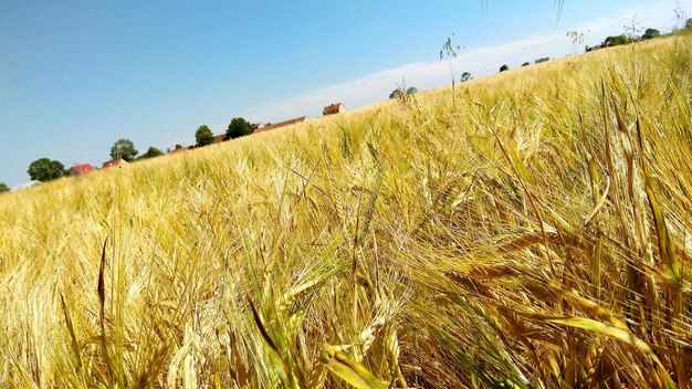 Scenic view of wheat field against sky