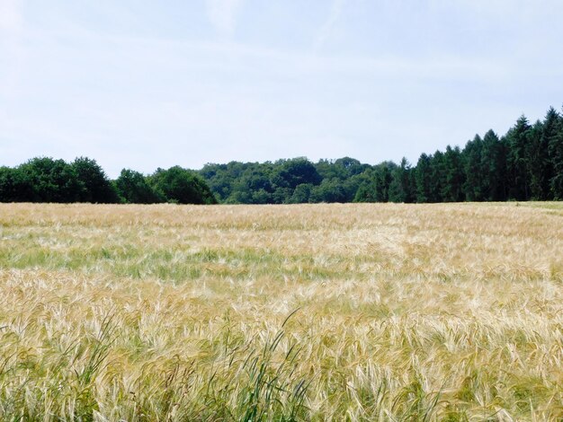 Photo scenic view of wheat field against sky