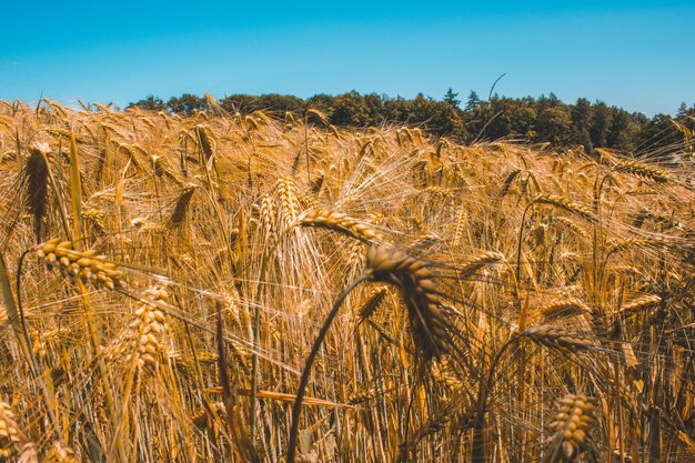 Scenic view of wheat field against sky