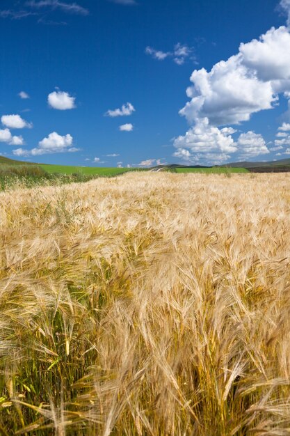 Scenic view of wheat field against sky