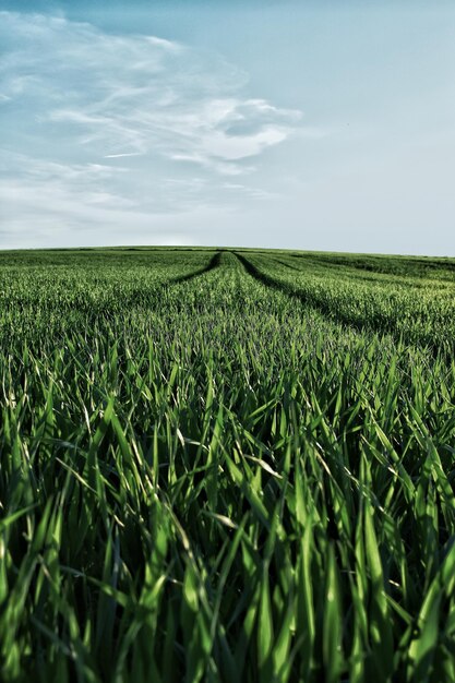 空を背景にした小麦畑の景色