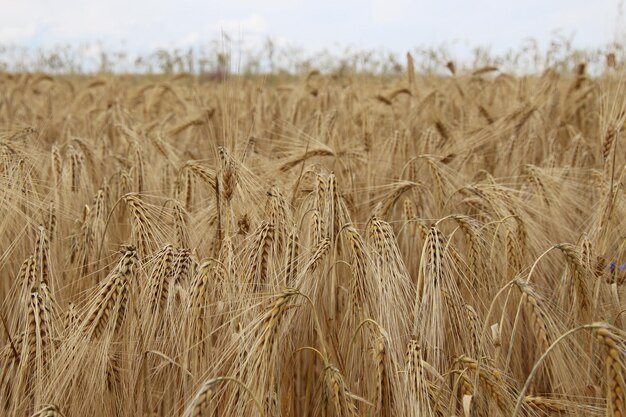 Scenic view of wheat field against sky