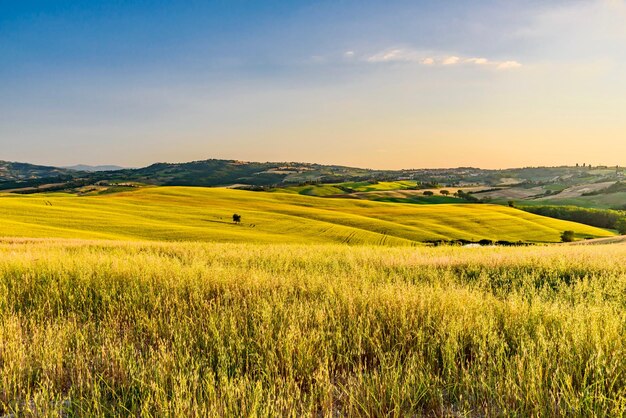 Foto la vista panoramica del campo di grano contro il cielo