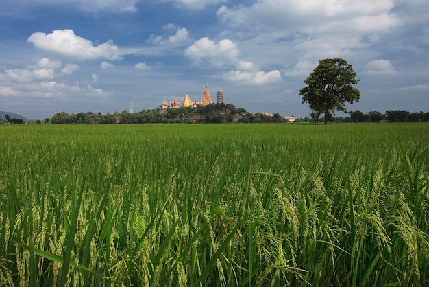 Photo scenic view of wheat field against sky