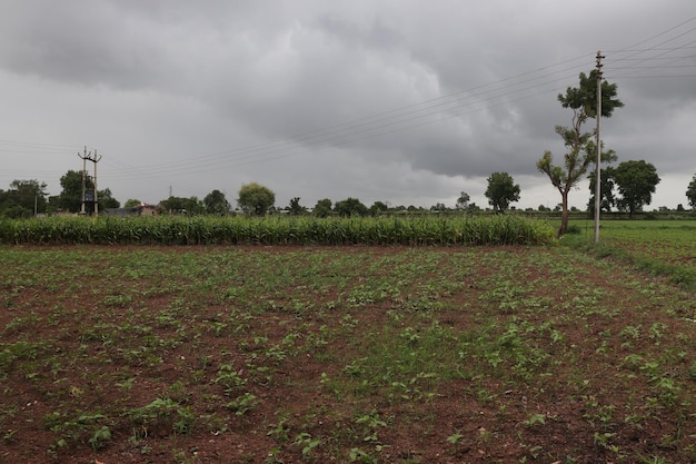 Scenic View Of Wheat Field Against with Cloudy weather