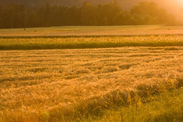 Scenic view of wheat field