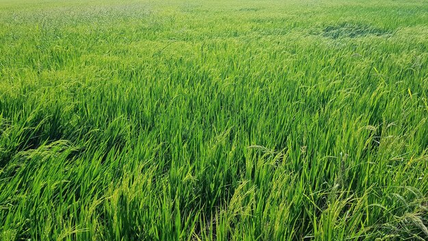 Foto la vista panoramica del campo di grano