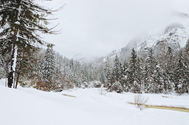 슬로베니아 알프스의 눈 덮인 나무가 있는 겨울 풍경의 아름다운 전망. 자연 개념의 아름다움