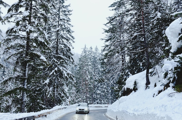 Scenic view of winter landscape with snow covered trees in Alps, Slovenia. Beauty of nature concept