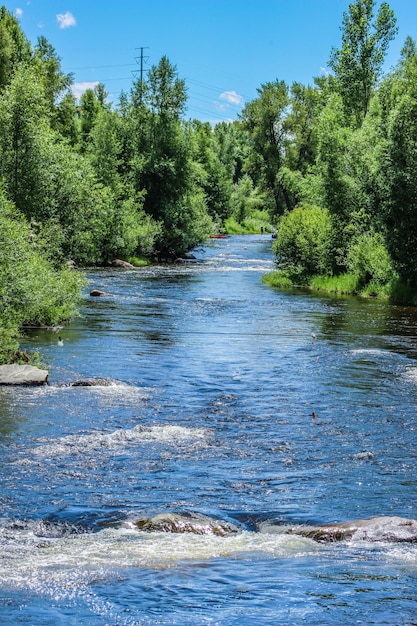 Foto la vista panoramica del fiume yampa in mezzo agli alberi