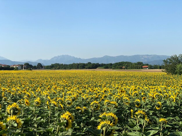 Scenic view of yellow flower field against clear sky