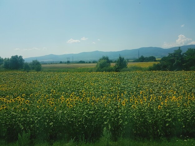 Scenic view of yellow flower field against sky