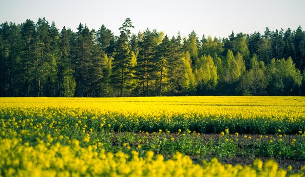 Scenic view of yellow flower field against trees