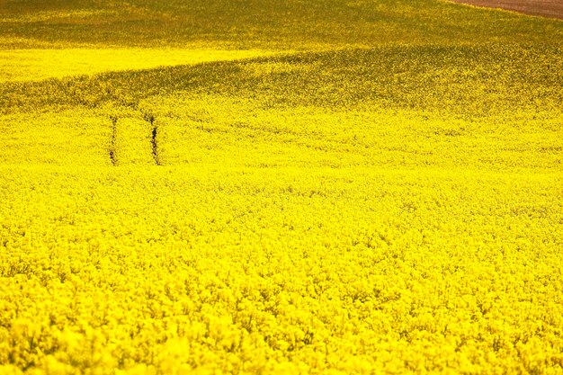 Scenic view of yellow flower field