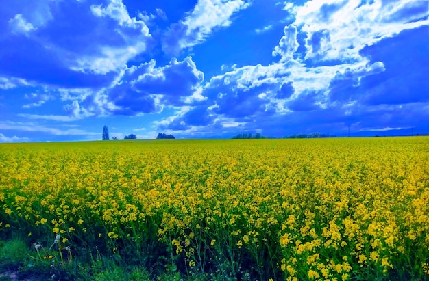 Scenic view of yellow flowering field against blue sky