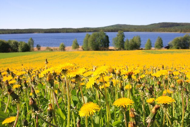 Scenic view of yellow flowering field against sky