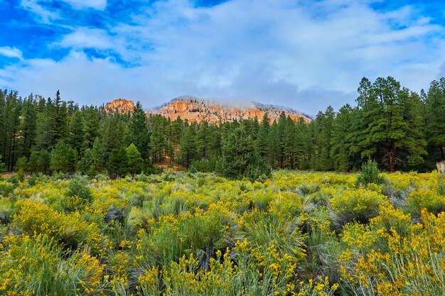 Scenic view of yellow flowering plants against sky