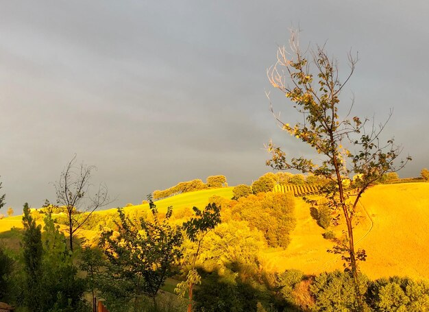 Scenic view of yellow flowering plants against sky