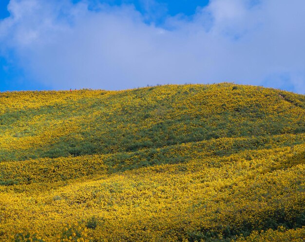 Scenic view of yellow flowers against sky