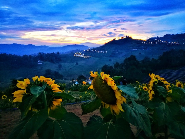 Scenic view of yellow flowers against sky