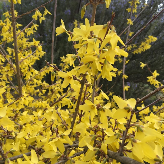 Photo scenic view of yellow flowers