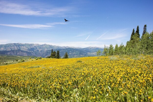 Scenic view of yellow plant against sky at wasatch-cache national forest