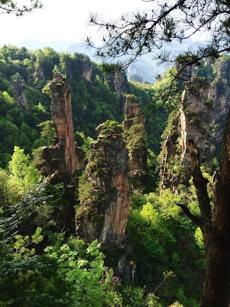 Foto vista panoramica del parco forestale nazionale di zhangjiajie