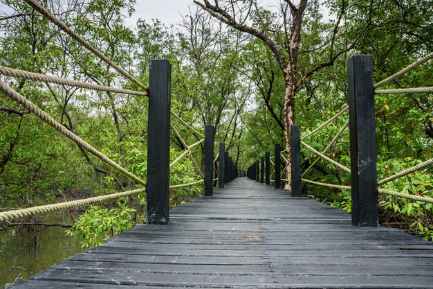 Scenic walkway bridge Mangrove.