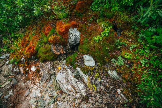 Photo scenic with footpath among thick moss and lush vegetation. mountain trail on mossy slope with fresh greenery and many small flowers. colorful backdrop with pathway among rich alpine flora.