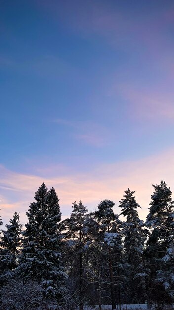 Scenics - nature in goluboye