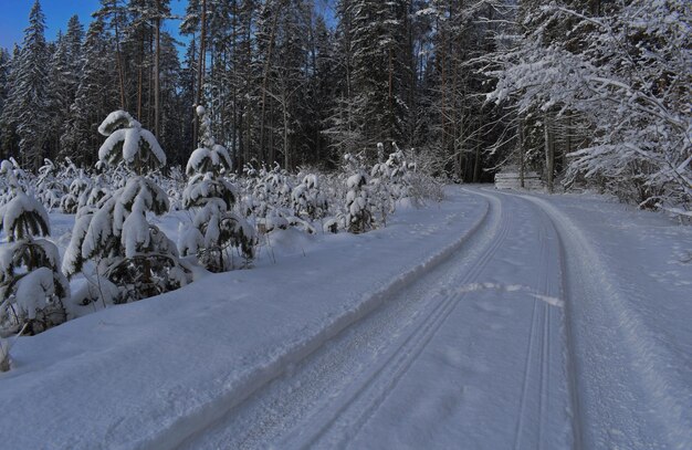 Scenics - nature in ikskile